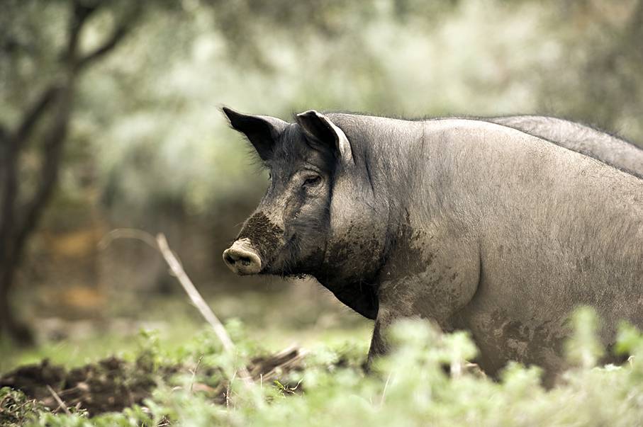 Cómo nace un jamón ibérico: del campo a tu mesa