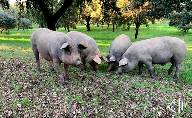 Dónde comprar jamón ibérico en Rivas Vaciamadrid