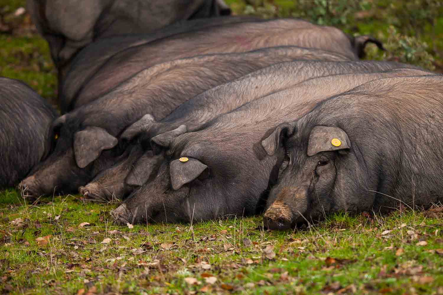 El clima y la tierra: claves invisibles del jamón ibérico