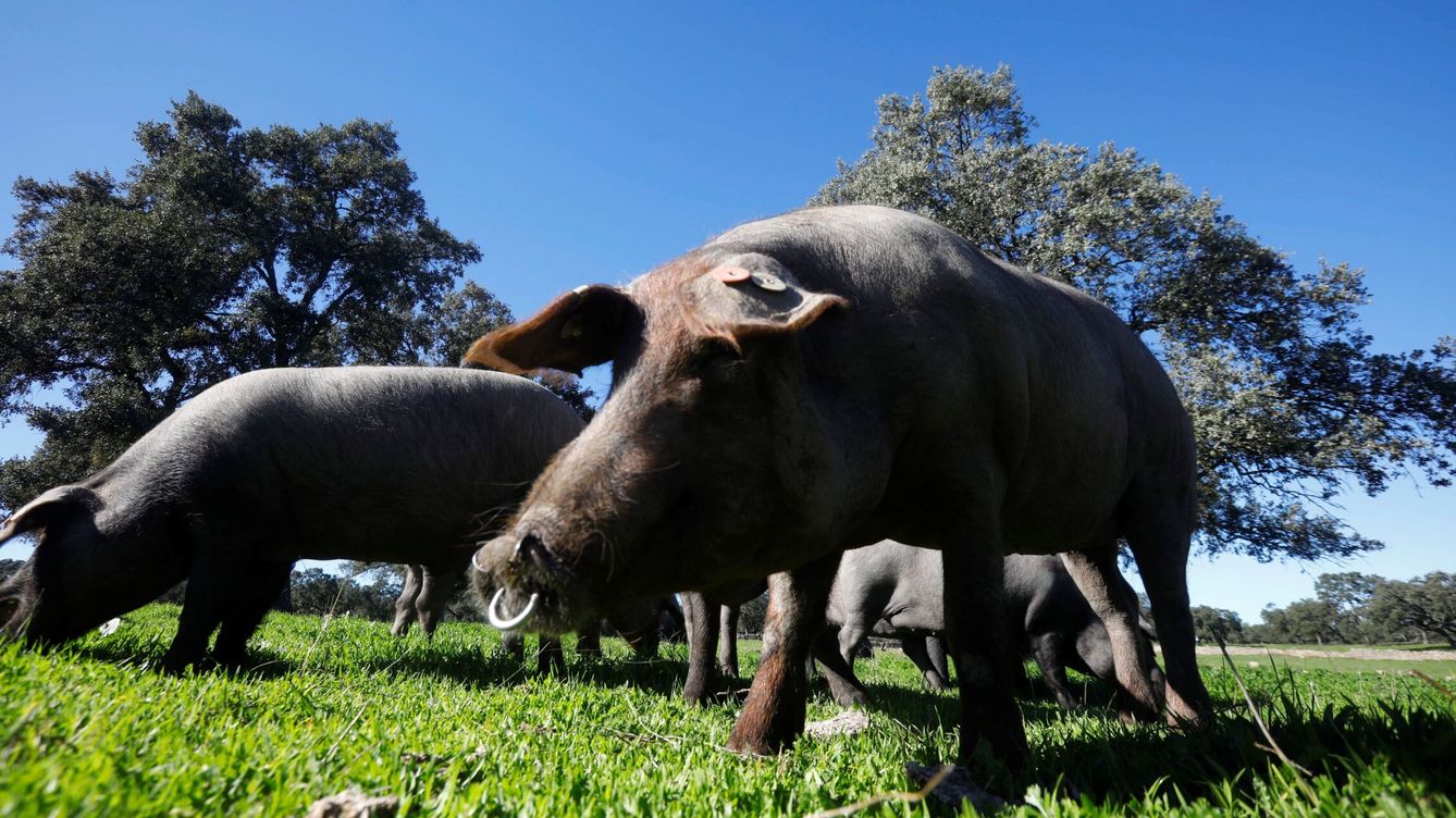 El sector del jamón ibérico: tradición, especialización y futuro